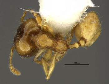 Media type: image;   Entomology 34290 Aspect: habitus dorsal view